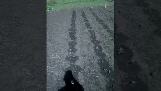 Клубника Виноград Кубани смотреть онлайн