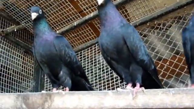 Бакинские голуби. ст.Отрадная смотреть онлайн