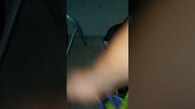 American bull Terrier Young Deebo 9 months old Miagi Bloodline смотреть онлайн