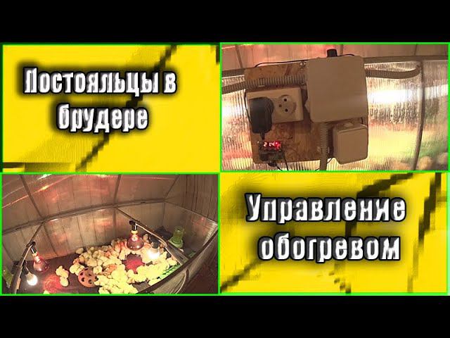 Брудер для цыплят  Управление обогревом в брудере