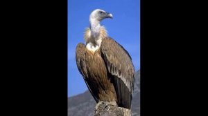 Отряд Дневные хищные птицы