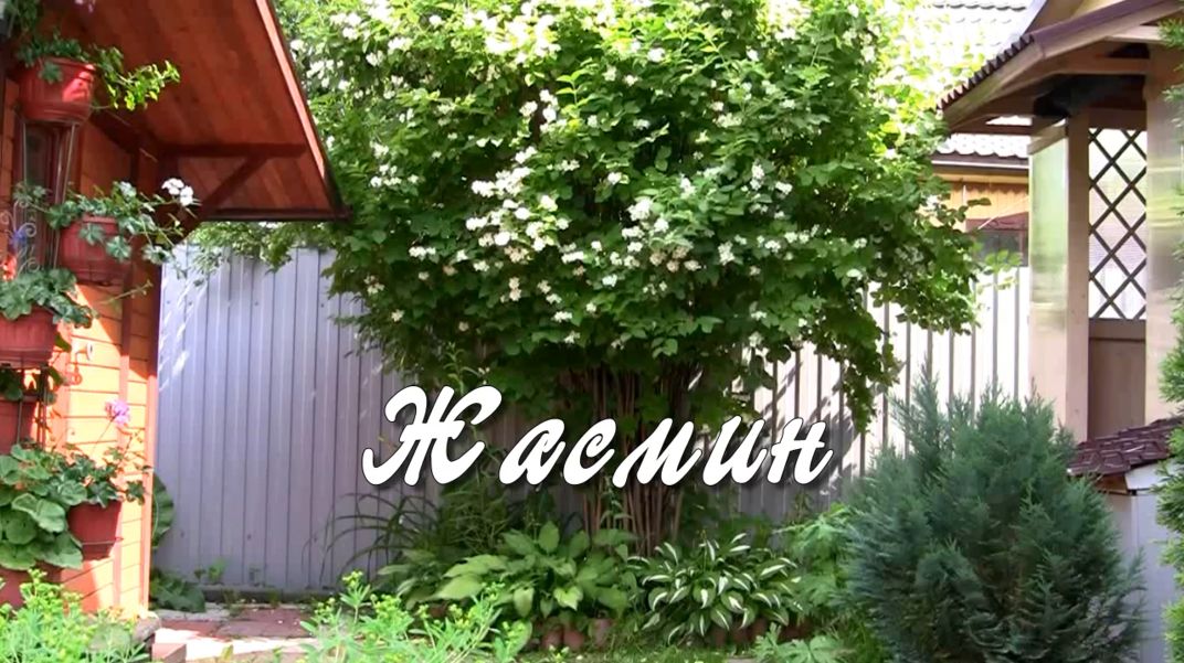 Жасмин. Дачные картинки 2022. смотреть онлайн