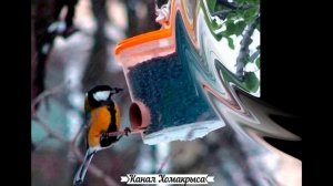 Кормушка для птиц своими руками Как сделать кормушку для птиц ОРИГИНАЛЬНЫЕ КОРМУШКИ ДЛЯ ПТИЦ