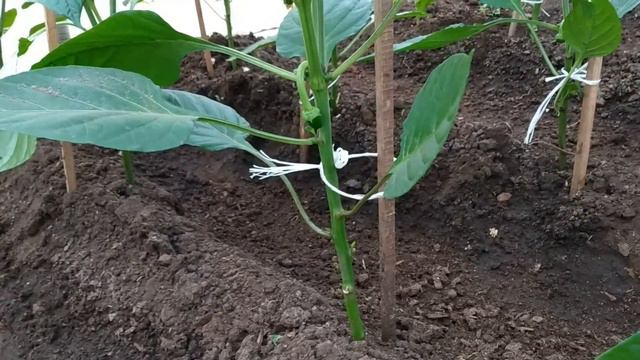 ТЕХНОЛОГИЯ ВЫРАЩИВАНИЯ ПЕРЦЕВ смотреть онлайн