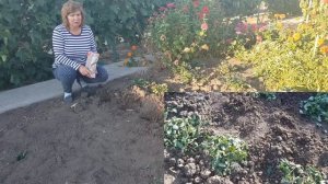 Посадка КЛУБНИКИ ОСЕНЬЮ ? Что положить в лунку и вокруг клубники