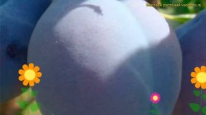 Слива домашняя Кубанская ранняя. Краткий обзор, описание характеристик prunus Кубанская ранняя