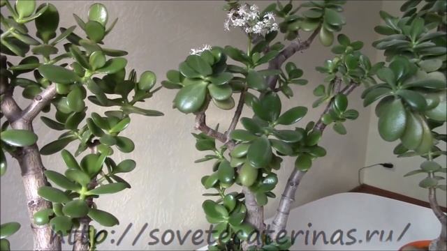 Толстянка, крассула, денежное дерево  Как добиться его красоты!?