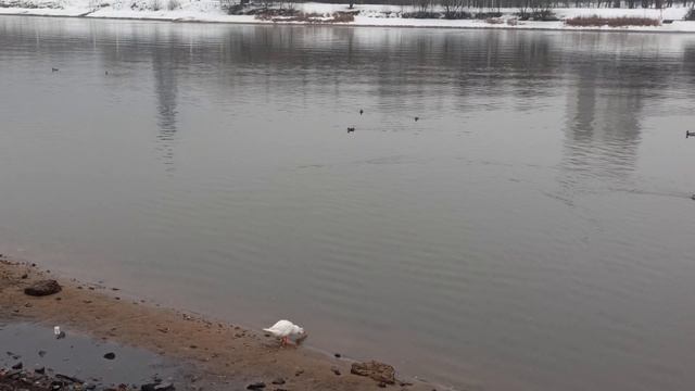 Утка белая в московском районе Марьино смотреть онлайн