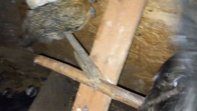 Сделала насест больше,пересадили Илюшу на другое место, ему там удобней) смотреть онлайн