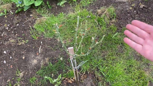 Изабион применение. Когда Изабион может навредить?