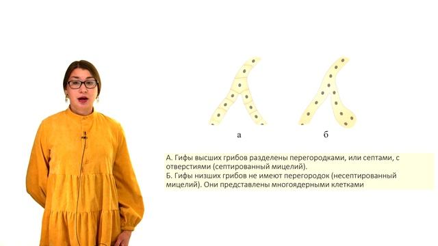 Морфология грибов смотреть онлайн