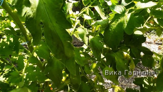 Томат Хурма , мифы и реальность смотреть онлайн