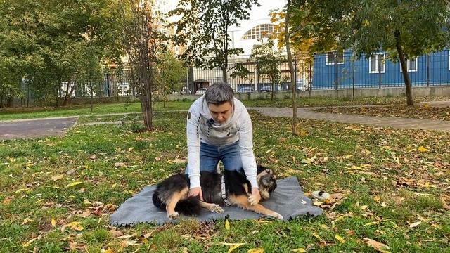 Что случилось, Усы? Укладывание: успокоить собаку смотреть онлайн
