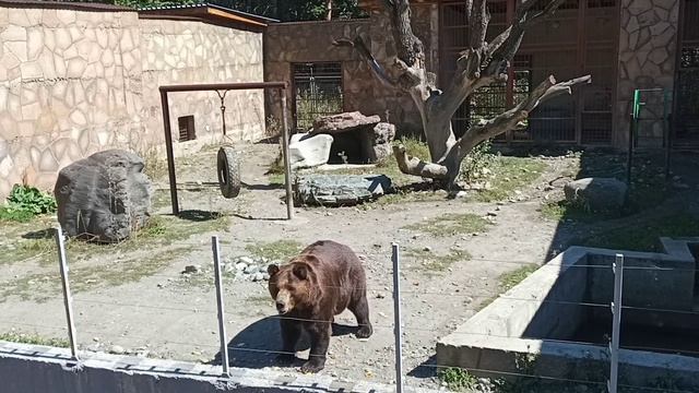 Тебердинский заповедник смотреть онлайн