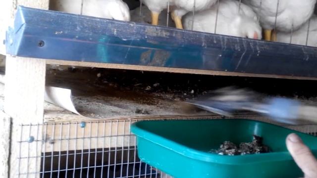 Как и чем быстро убрать помёт из под куриной клетки. смотреть онлайн