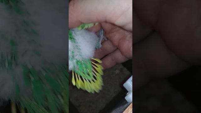 Птенцы волнистого попугая. Первому 21 день, второму 19 дней, третьему 17 дней. смотреть онлайн