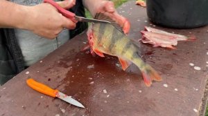 Как почистить окуня  быстро?