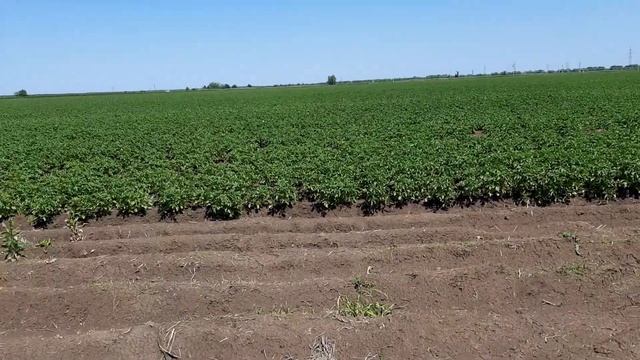 Картофель. 20 июня. Внесение почвоулучшителя. смотреть онлайн