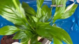 ПЕРЕСАЖИВАЮ СПАТИФИЛЛУМ ПОСЛЕ ПОКУПКИ. Пересадка во время цветения спатифиллума!