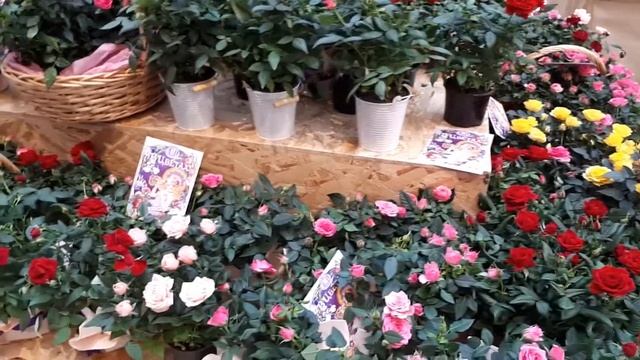 VLOG. Петровский пассаж.Цветы. смотреть онлайн