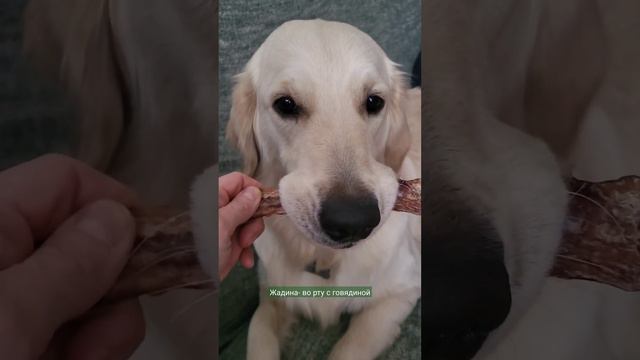 жадина собака, маме не даёт попробовать😁 #dog #puppy #ретривер #retriever
