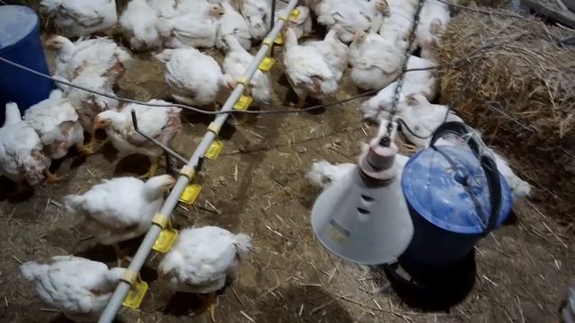 Сколько можно заработать на выращивании бройлеров в 2019 Кобб 500 смотреть онлайн