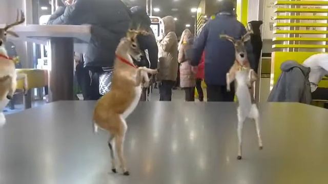 FxGuru Video танцующие олени на столе или мой персональный глюк смотреть онлайн