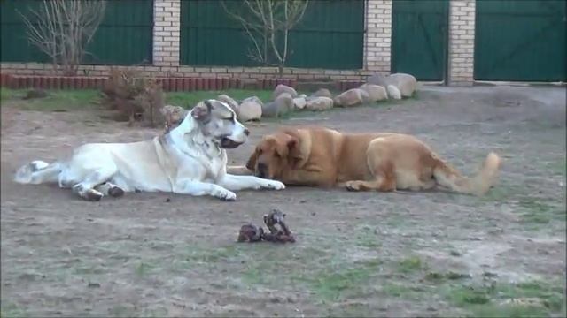 Испанские мастифы питомник Спаниш Гранд смотреть онлайн