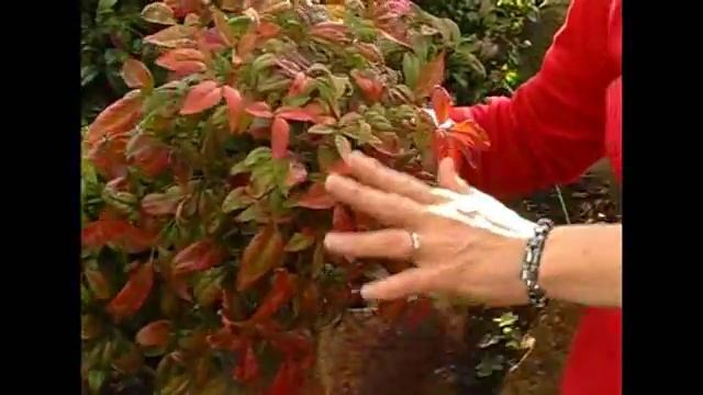 Nandina Domestica Pygmaea смотреть онлайн