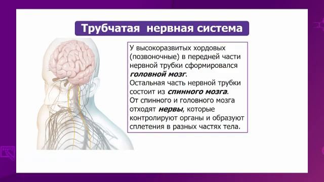 Биология. 7 класс. Сравнение типов нервной системы: диффузная, лестничная, узловая, трубчатая смотреть онлайн