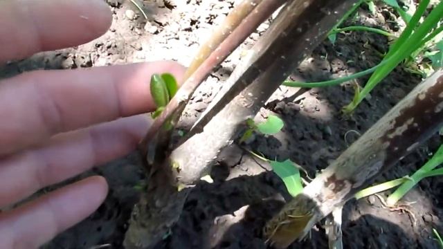 Хурма Россиянка не выдерживает мороз -22/Persimmon Rossijanka can not stand frost -22 смотреть онлайн