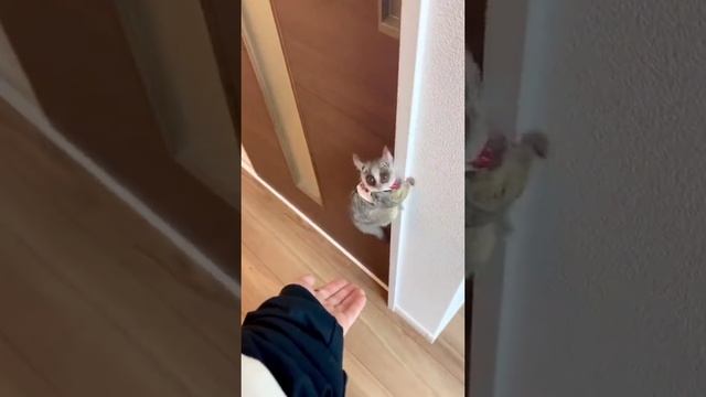 Допрыгался смотреть онлайн