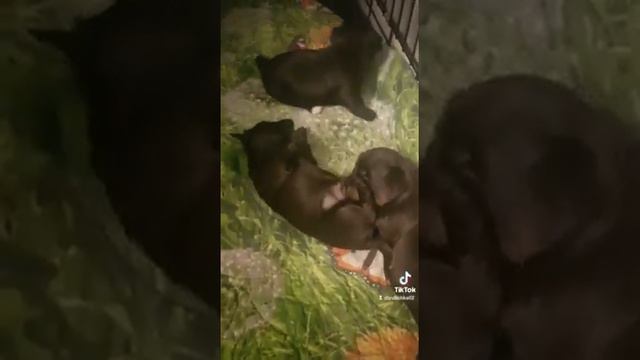 Щенки шоколадного Йоркширского терьера 10.06.2022 смотреть онлайн