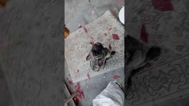 #dance #dog #art #dance #funny #whatsappstatus смотреть онлайн