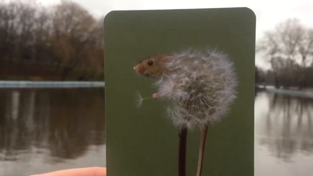 МиМАК "Прогулка с метафорой" (метафорические ассоциативные карты) смотреть онлайн