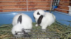 Вислоухий кролик баран