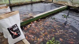 ЛУЧШИЙ  корм для Карпов Кои BODAPRO, прудовых рыб.   Удобство владельцу, здоровье Кои!