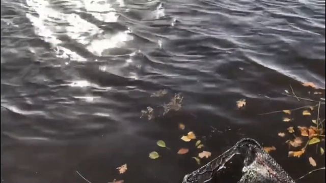 Нижняя Саксония, первый в жизни дикий сазан на канале , осень , Пикер Preston смотреть онлайн