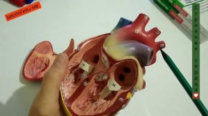 Строение сердца на модели.  Круги кровообращения. Легко и просто.