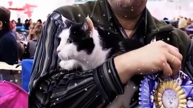 КОШКИ И НОВЫЙ ГОД 2012! GRAND PRIX ROYAL CANIN Часть 1. смотреть онлайн