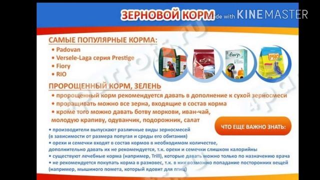 Питание волнистого попугая // правильный рацион смотреть онлайн