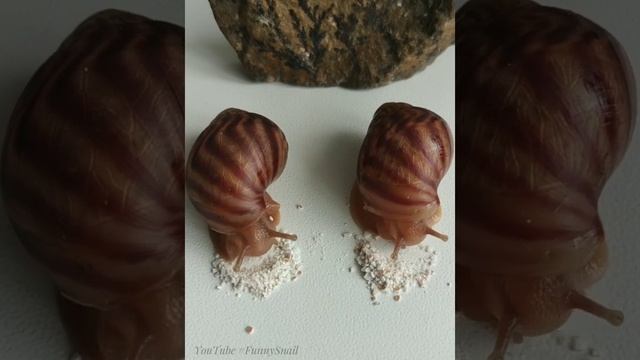 How many Snails are hidden behind a stone! Cute Animals for When You are Stressed ?? cute and funny смотреть онлайн