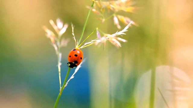 Are Ladybugs Poisonous - Do Ladybugs Bite - How to Get Rid of Ladybugs смотреть онлайн