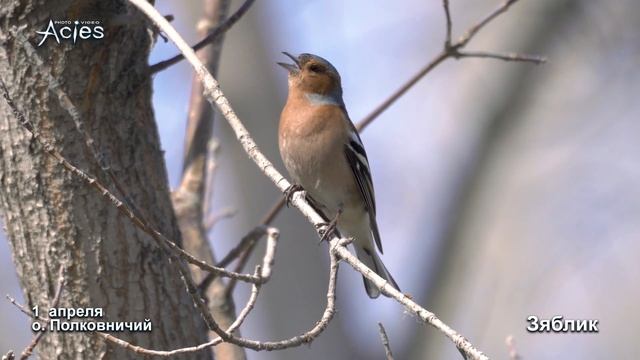 Весеннее пение Зяблика смотреть онлайн