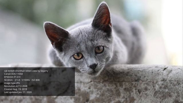 HASIL FOTO DSLR KAMERA CANON EOS #1100D, FOTOGRAFI смотреть онлайн