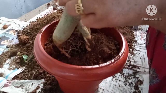 Cutting and Repotting of Adenium plant(Desert rose)/അഡീനിയം പരിപാലിക്കേണ്ട വിധം смотреть онлайн