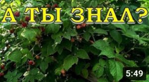 МАЛИНА: можно ли сажать рядом разные сорта????