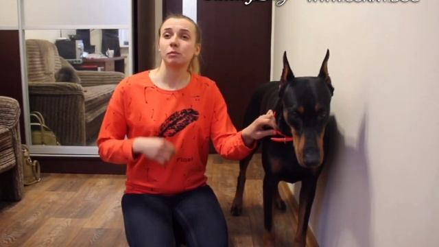 Как правильно воспитать щенка добермана? Доберман - особенности воспитания и дрессировки.