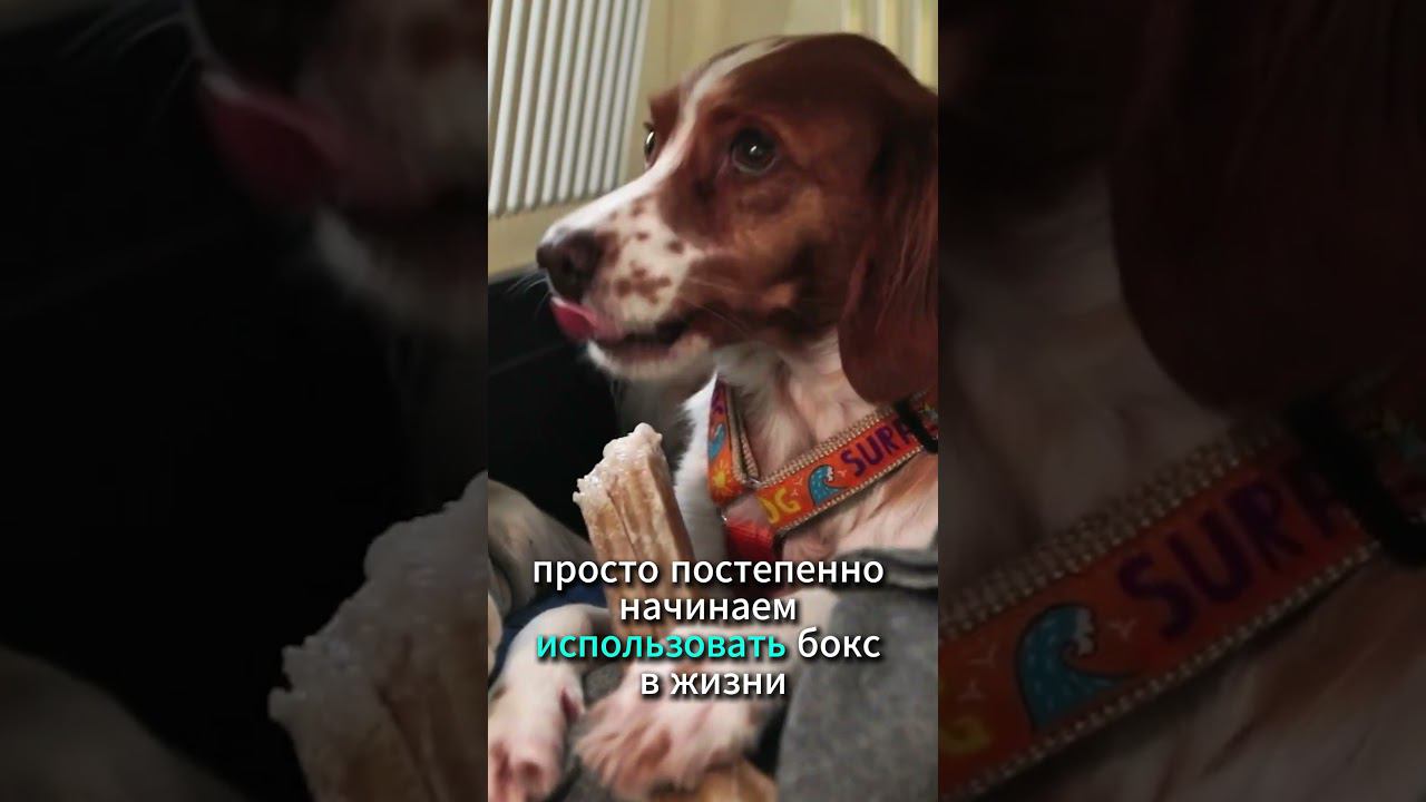 Зачем нужны боксы и клетки для щенков? #shorts смотреть онлайн