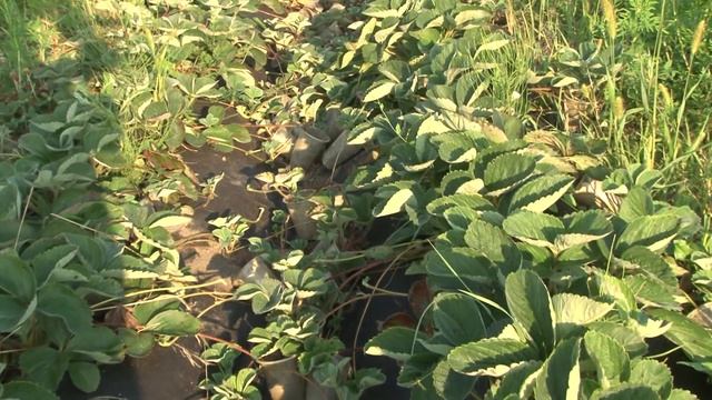 Подготовка саженцев клубники к посадке смотреть онлайн